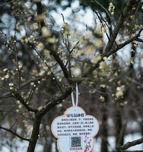 《金陵春晓，梅花盛放之诗》