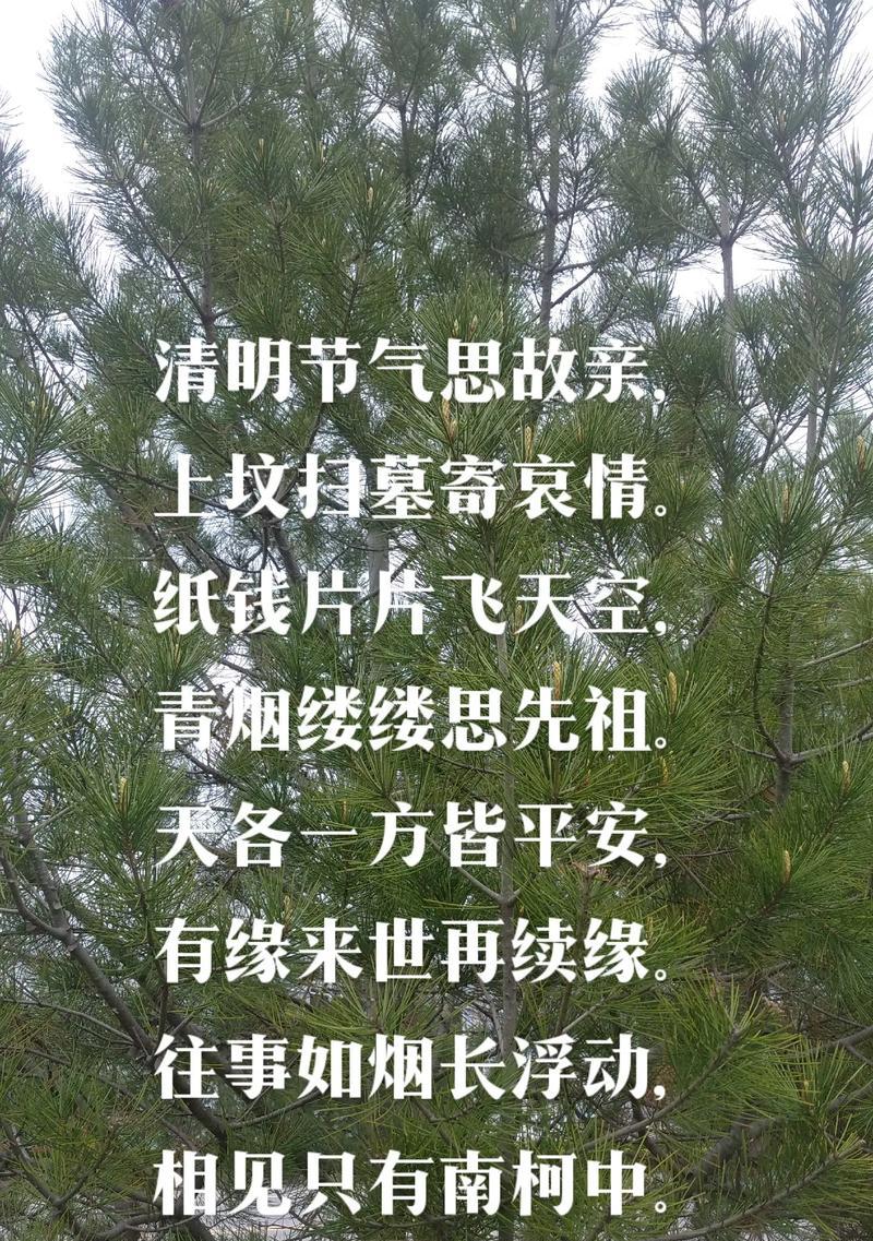 清明节扫墓时摘抄哪些好句？（《春风又绿江南岸：少年清明祭》）