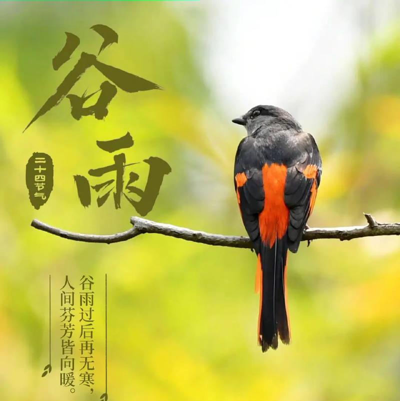 谷雨情是什么意思（《谷雨细语：四月天下的诗》）